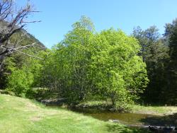 Salix myricoides. Naturalised trees at Cave Stream
 Image: D. Glenny © Landcare Research 2020 CC BY 4.0